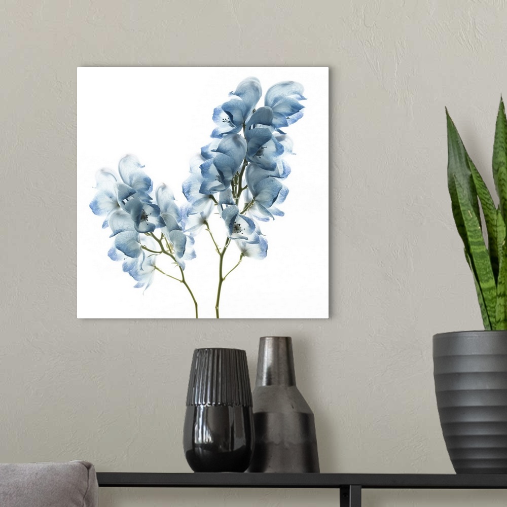 A modern room featuring Square photograph of white flowers with blue highlights.