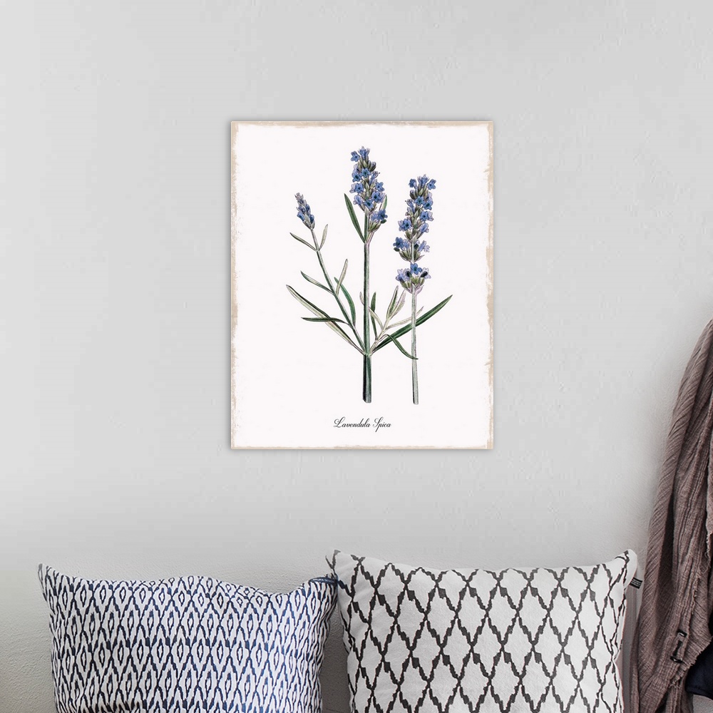 A bohemian room featuring Botanical illustration of lavender.