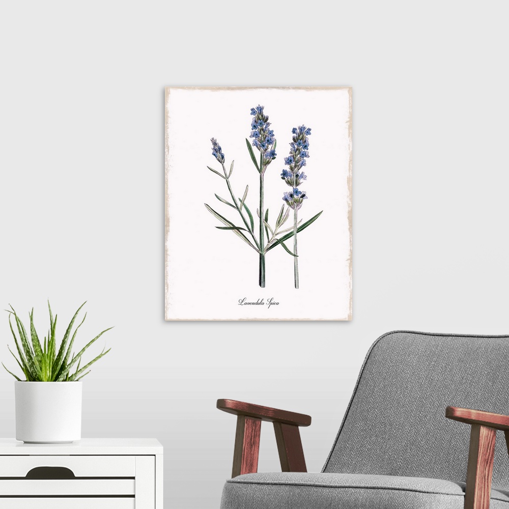 A modern room featuring Botanical illustration of lavender.