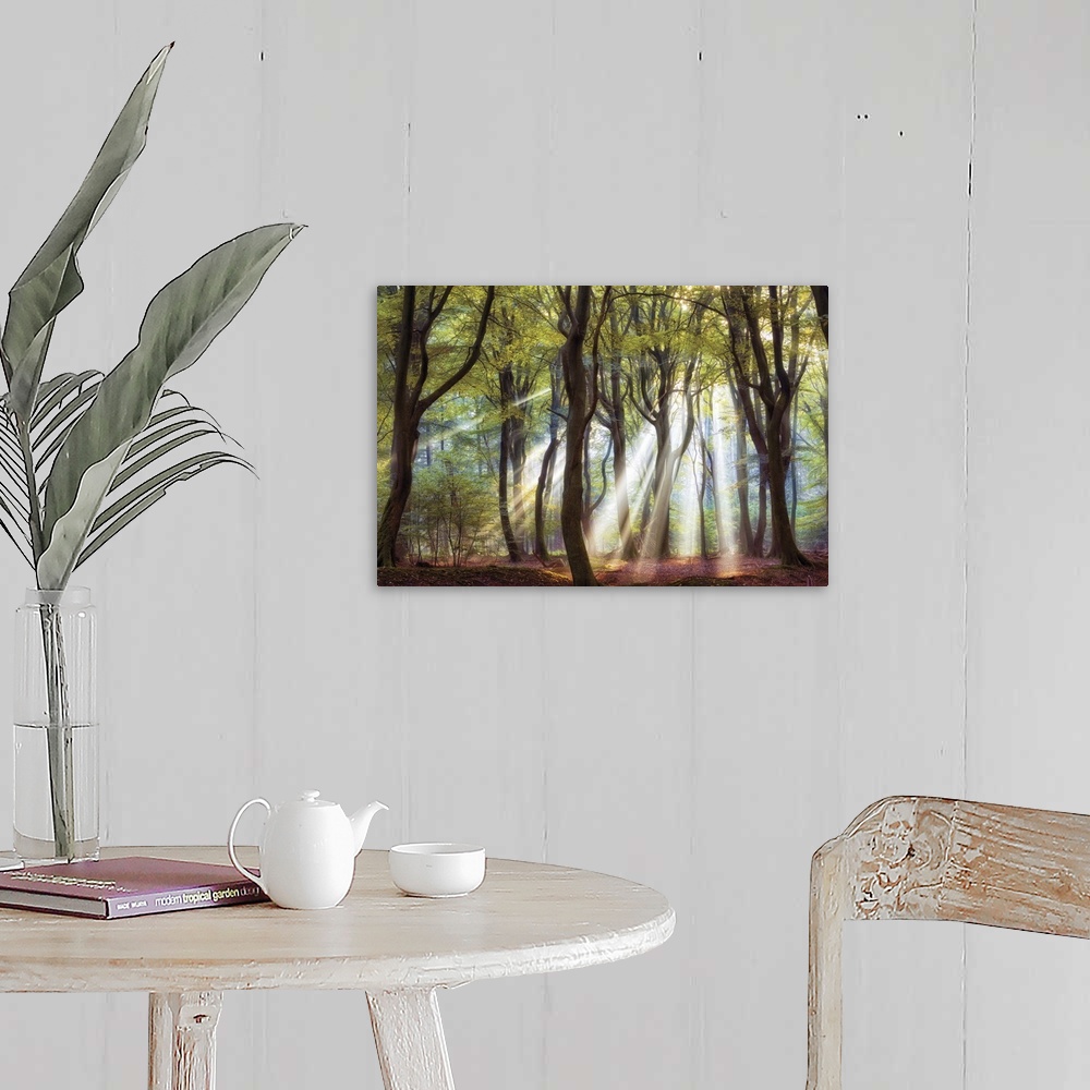 A farmhouse room featuring Bright rays of sunlight shining through a forest in the early morning.