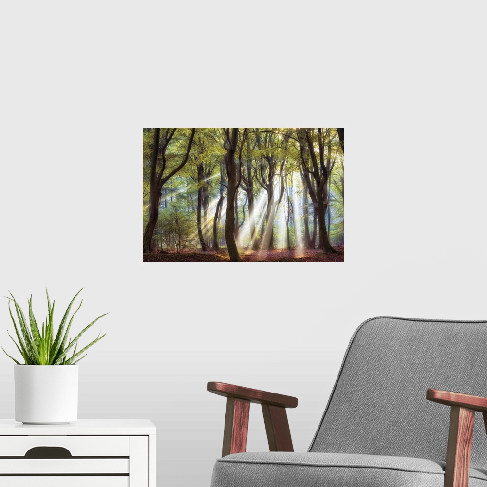A modern room featuring Bright rays of sunlight shining through a forest in the early morning.