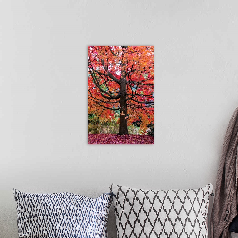 A bohemian room featuring Photograph of a large and colorful maple tree during Fall.