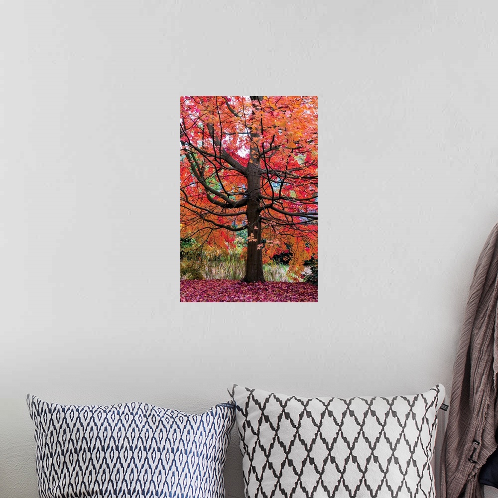 A bohemian room featuring Photograph of a large and colorful maple tree during Fall.