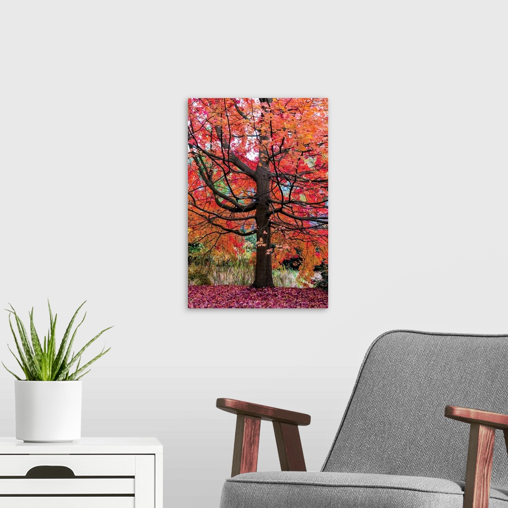 A modern room featuring Photograph of a large and colorful maple tree during Fall.