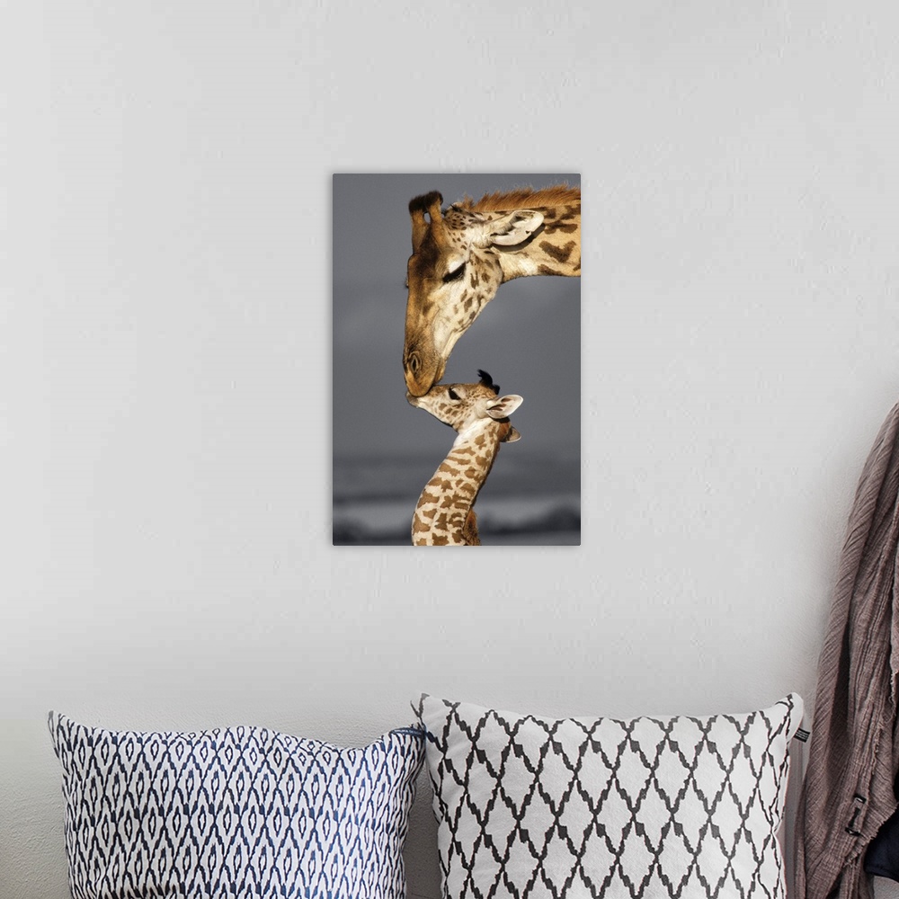 A bohemian room featuring Photograph of a mother giraffe kissing her baby with a black and white background.