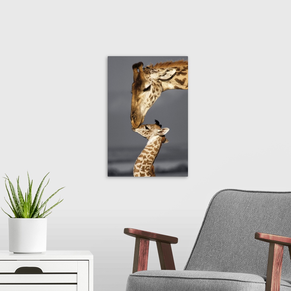 A modern room featuring Photograph of a mother giraffe kissing her baby with a black and white background.