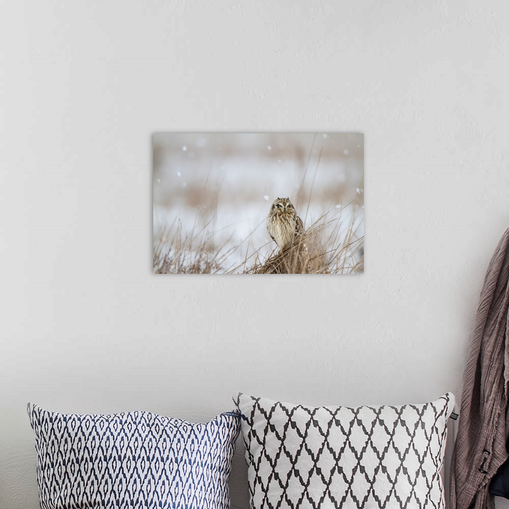A bohemian room featuring Photograph of an owl sitting in a field of tall grass during a snow fall.