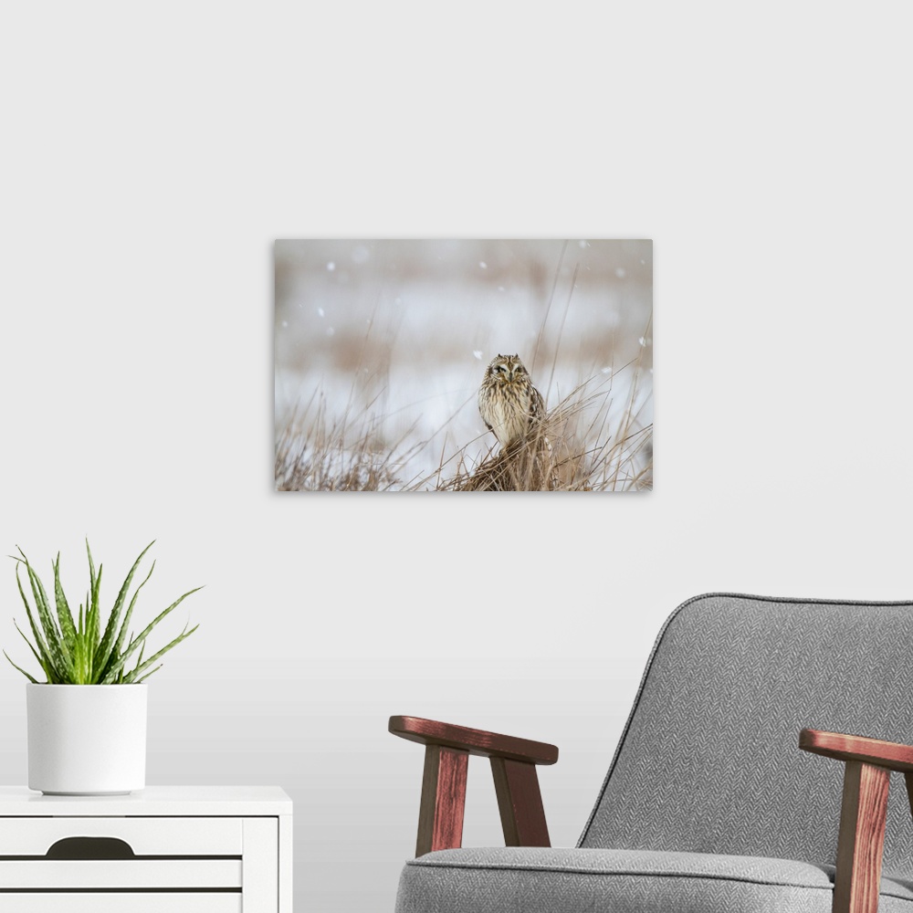 A modern room featuring Photograph of an owl sitting in a field of tall grass during a snow fall.