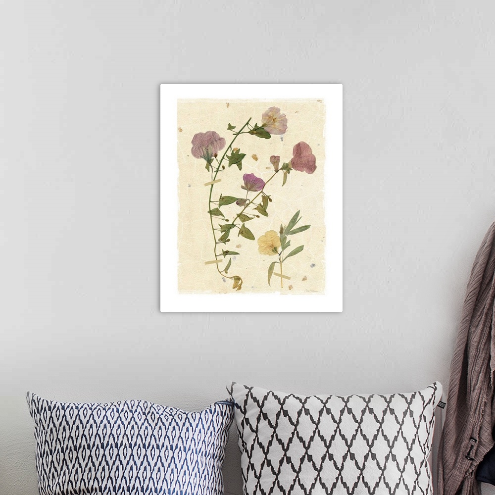 A bohemian room featuring Scan of pressed morning glory flowers on a textured beige background with a white boarder.