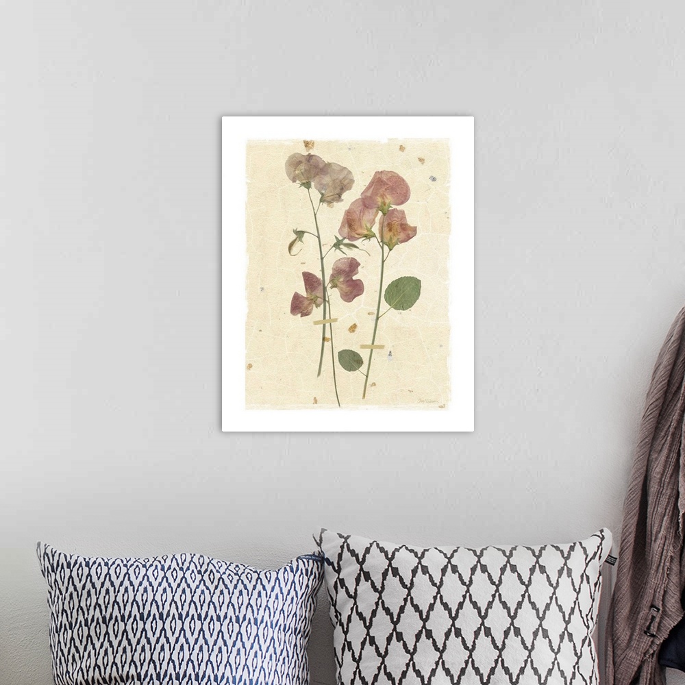 A bohemian room featuring Scan of pressed sweetpea flowers on a textured beige background with a white boarder.