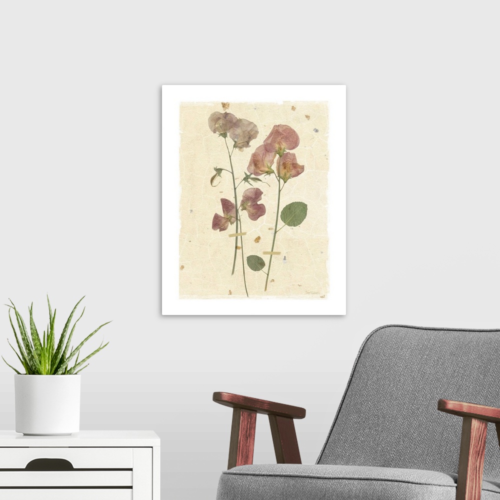 A modern room featuring Scan of pressed sweetpea flowers on a textured beige background with a white boarder.