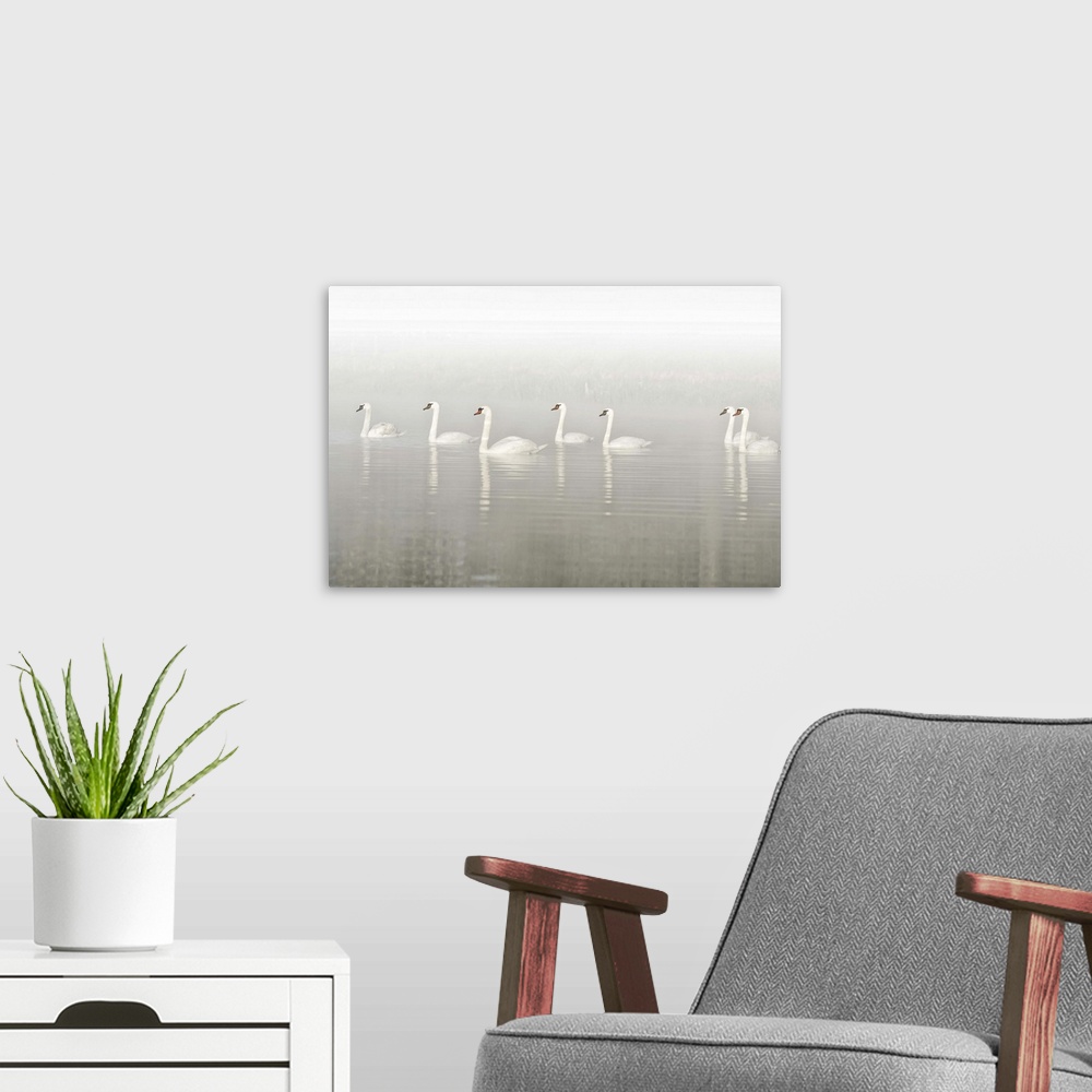 A modern room featuring Photograph of seven swans floating in a row through a foggy lake.