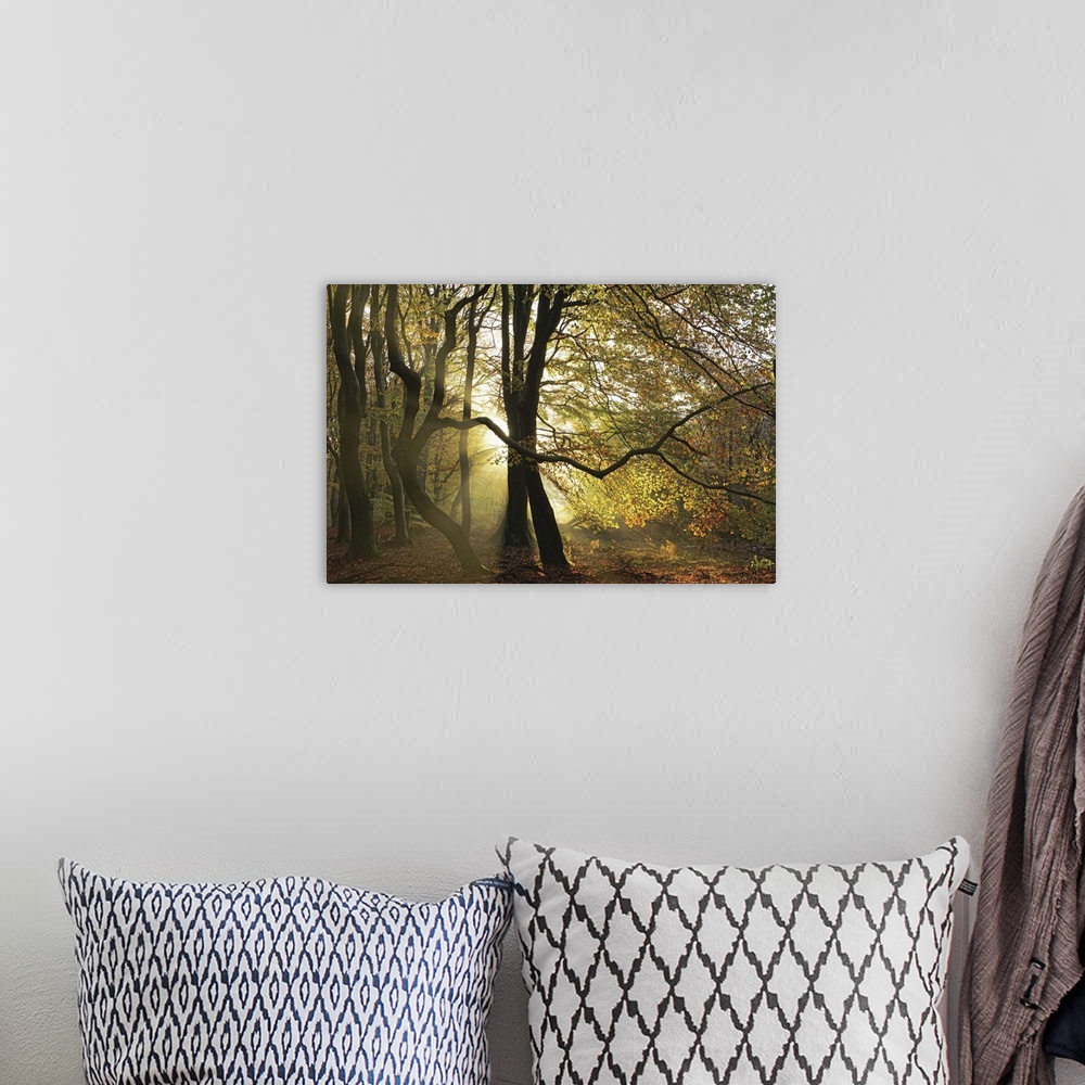 A bohemian room featuring A photograph of a Fall woods with a golden sunset behind the trees.