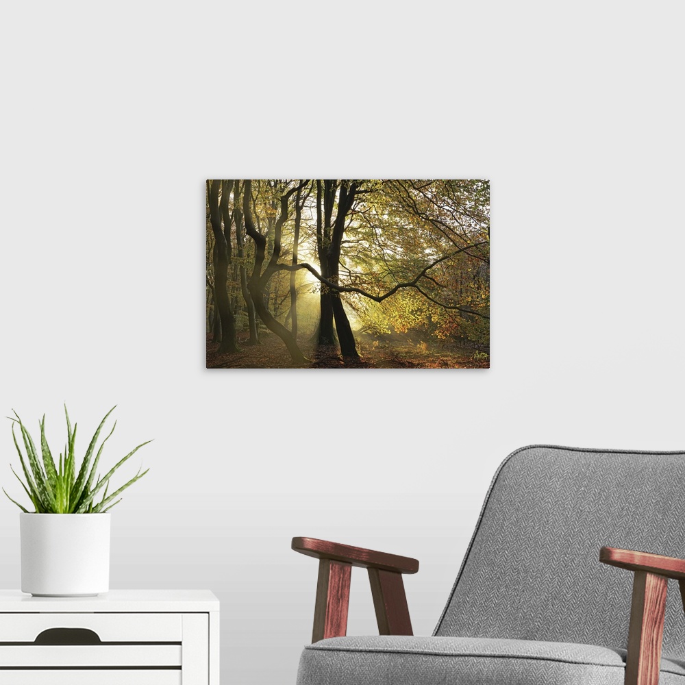A modern room featuring A photograph of a Fall woods with a golden sunset behind the trees.