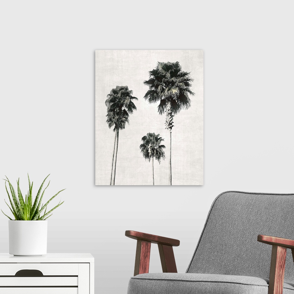 A modern room featuring Sketchbook Palm