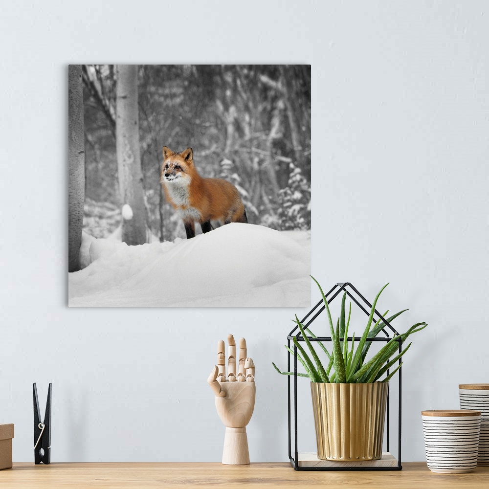 A bohemian room featuring A square photograph of a red fox on a mound of snow on the edge of a forest.