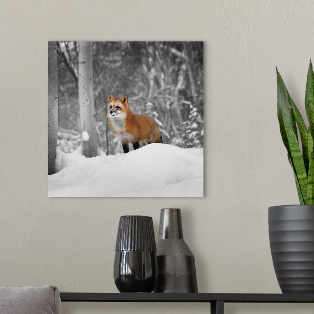 A modern room featuring A square photograph of a red fox on a mound of snow on the edge of a forest.