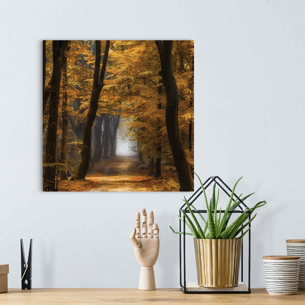 A bohemian room featuring Square photograph of an Autumn forest landscape with golden trees and a foggy pathway running thr...