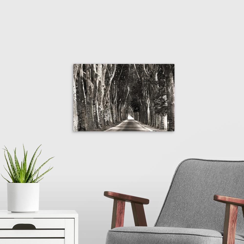 A modern room featuring Monochrome photograph of a straight path lined with tall trees creating leading lines.