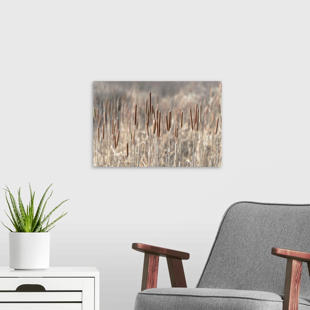 A modern room featuring Skagit River Delta, Washington State. Dry cattails.