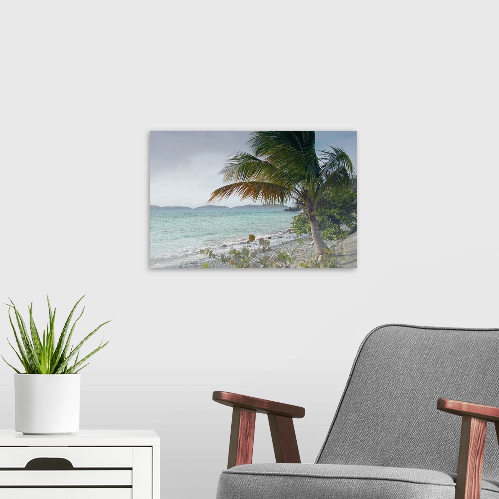 A modern room featuring A balmy day with a palm tree on a tropical beach blowing in the wind.