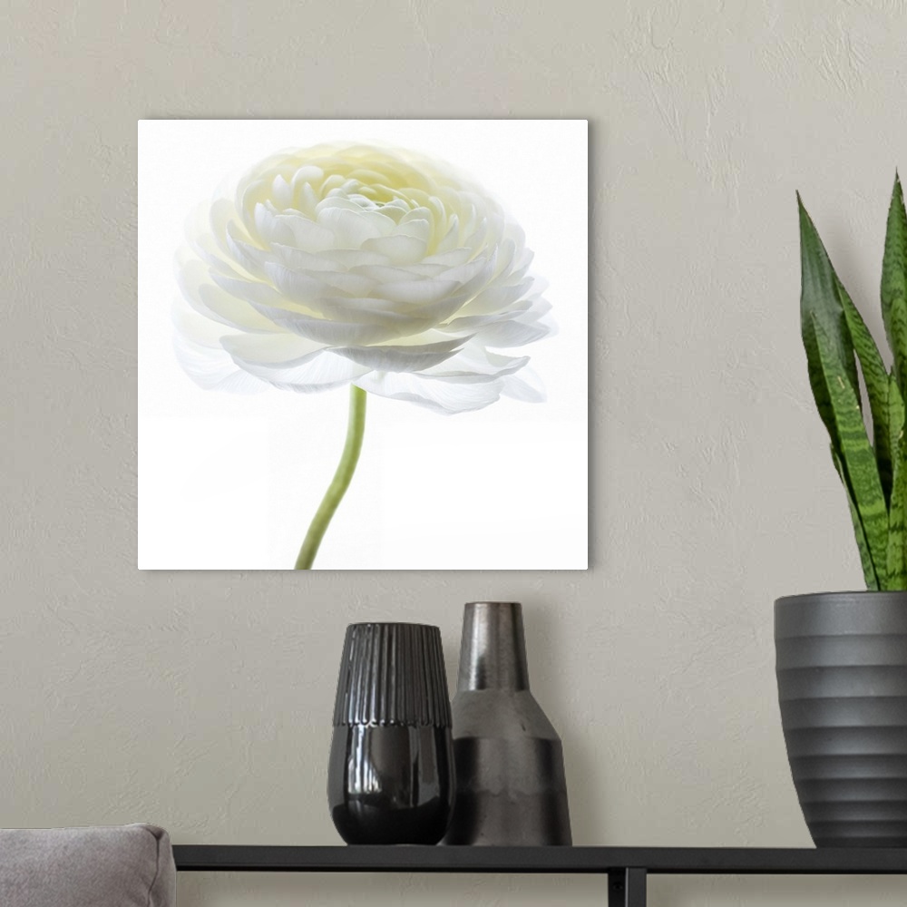 A modern room featuring Square photograph of a white Persian Buttercup