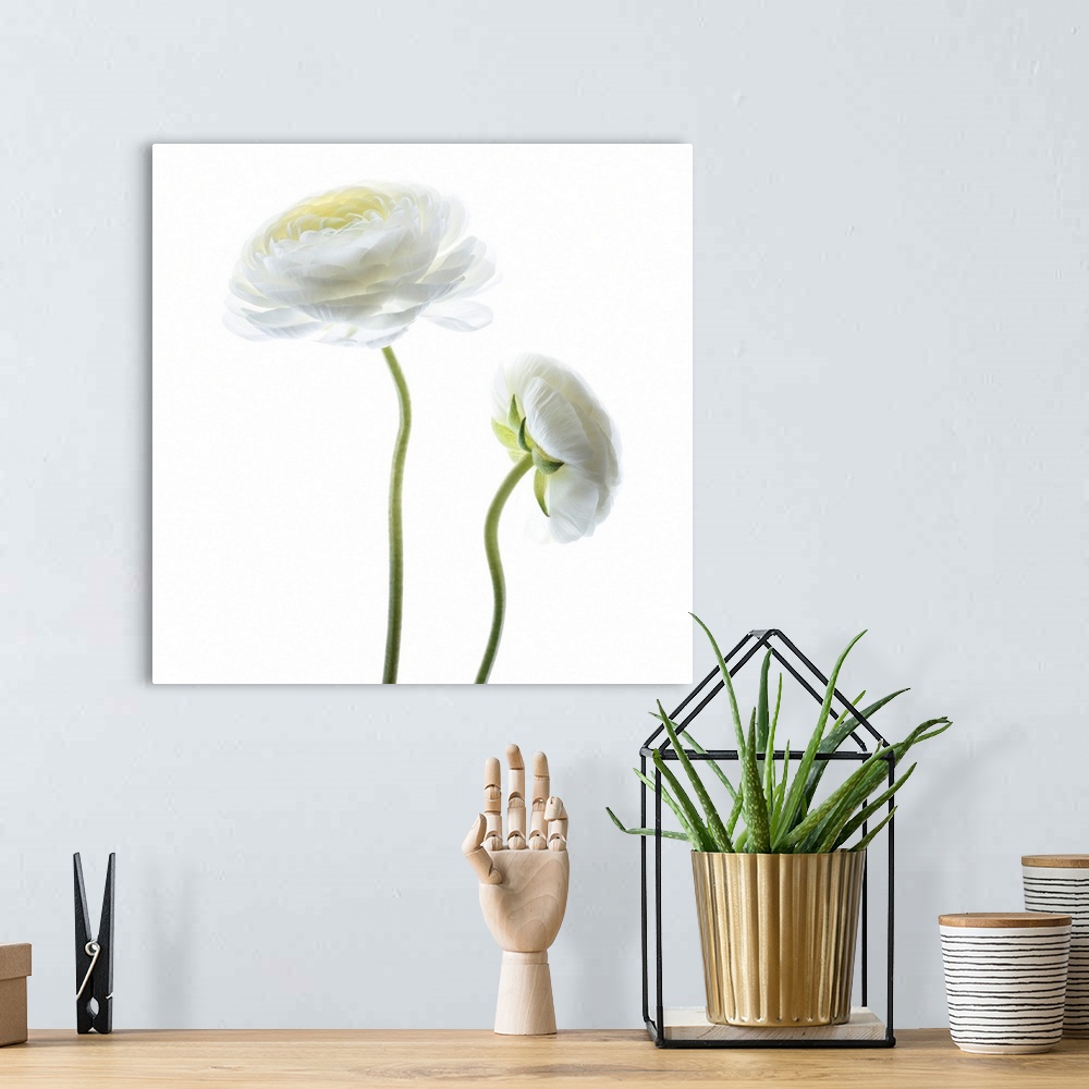 A bohemian room featuring Square photograph of white Persian Buttercups.