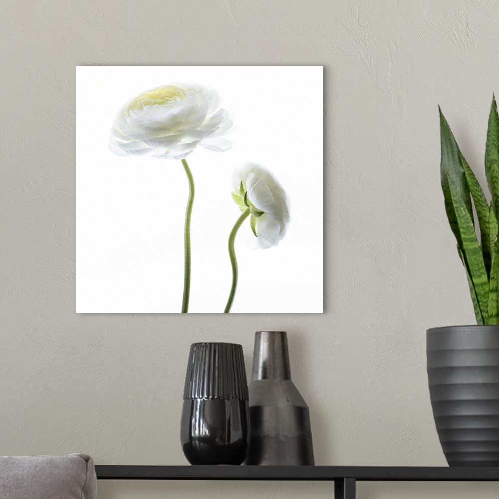 A modern room featuring Square photograph of white Persian Buttercups.