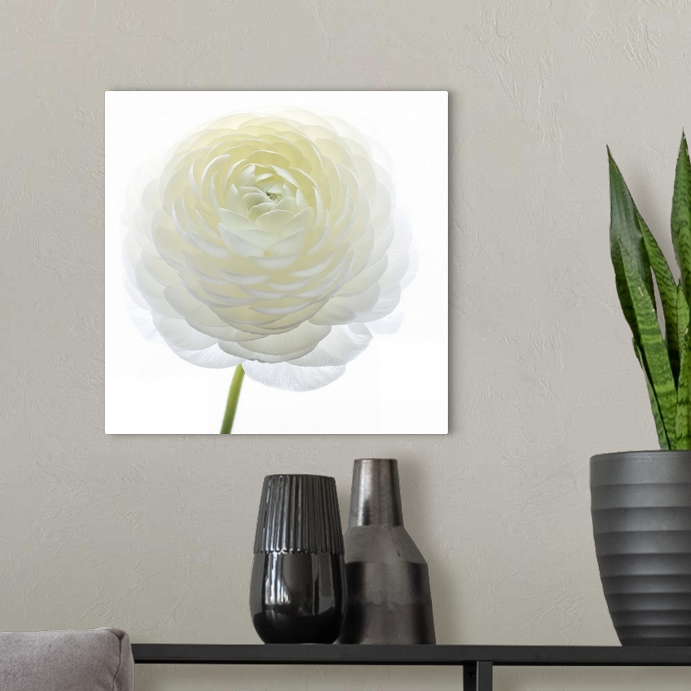 A modern room featuring Square photograph of a white Persian Buttercup.