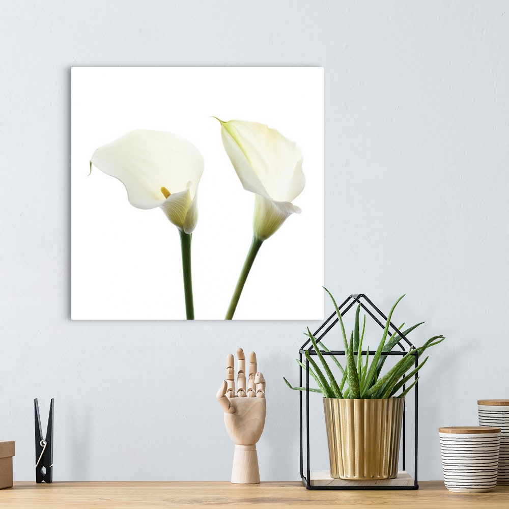 A bohemian room featuring Square photograph of two white Calla Lilies.