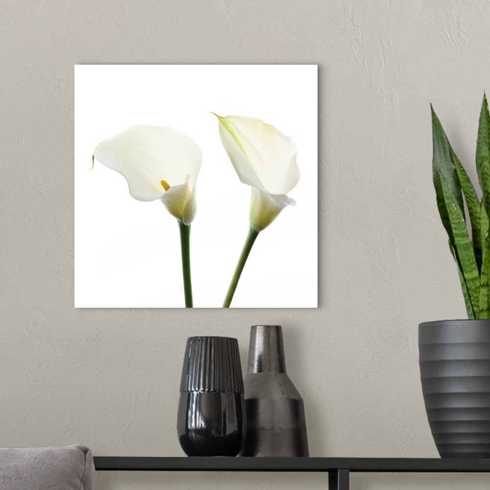 A modern room featuring Square photograph of two white Calla Lilies.