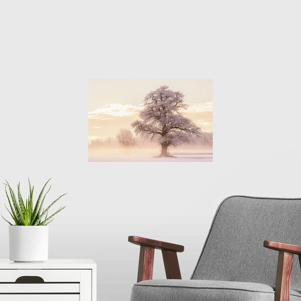 A modern room featuring Large photograph of a foggy Winter landscape with snow covered trees and warm light from the sunr...