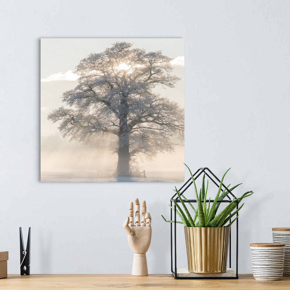 A bohemian room featuring Square photograph of a Winter tree with frosted branches and the morning sun beaming though the m...