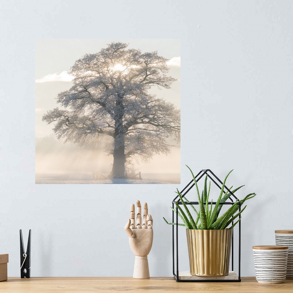 A bohemian room featuring Square photograph of a Winter tree with frosted branches and the morning sun beaming though the m...
