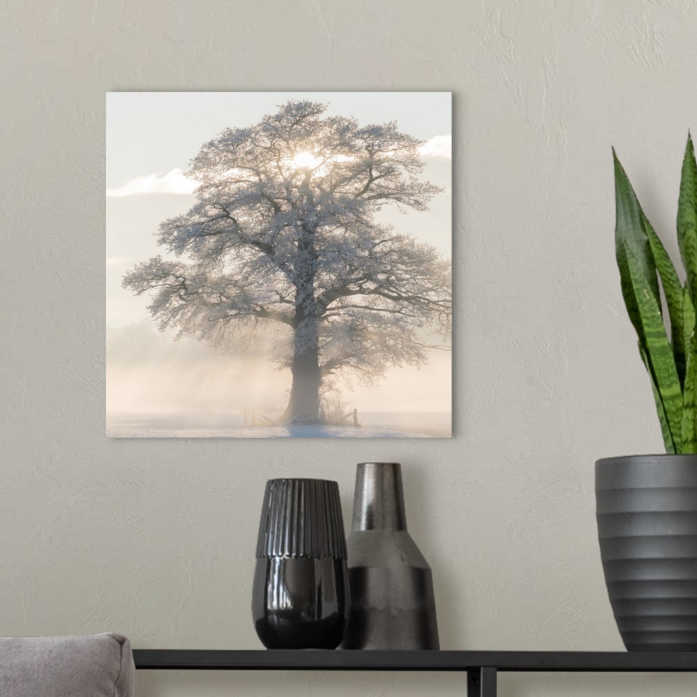 A modern room featuring Square photograph of a Winter tree with frosted branches and the morning sun beaming though the m...