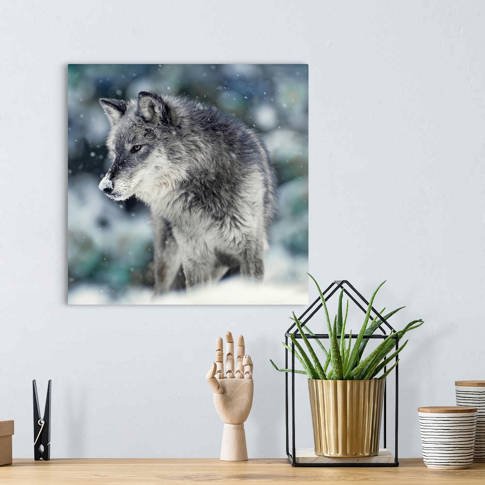 A bohemian room featuring A square photograph of a wolf with snow on the tip of his nose as the snow is falling.
