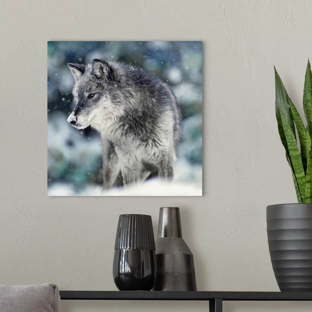 A modern room featuring A square photograph of a wolf with snow on the tip of his nose as the snow is falling.