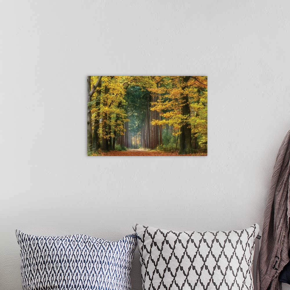 A bohemian room featuring Landscape photograph of yellow trees creating an arched gate into the woods lined with tall pine ...