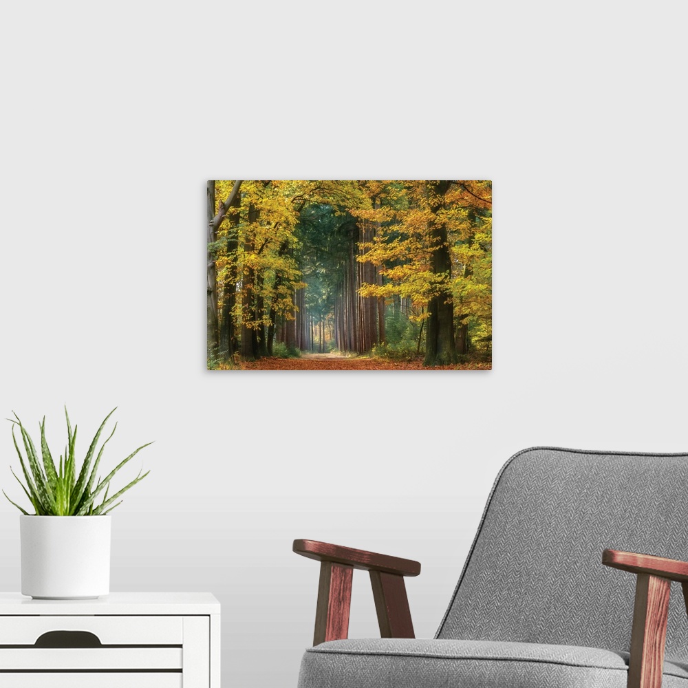A modern room featuring Landscape photograph of yellow trees creating an arched gate into the woods lined with tall pine ...