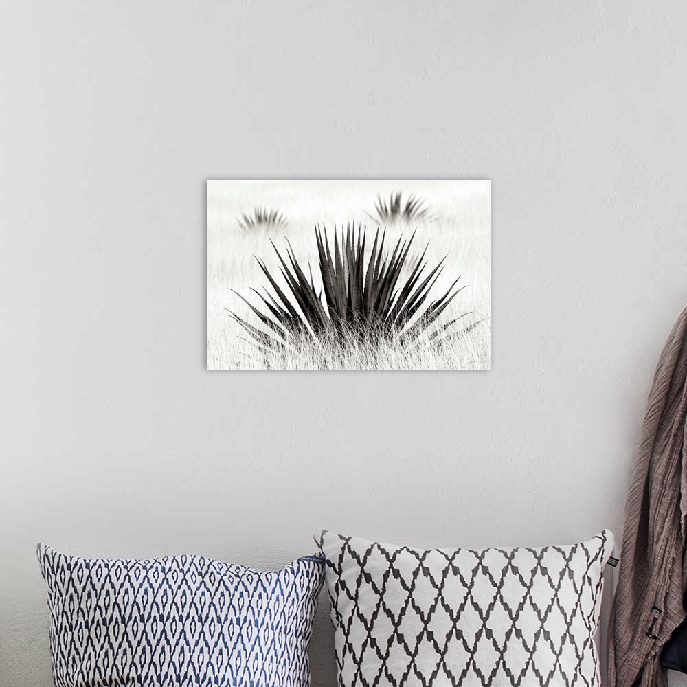 A bohemian room featuring Agave Black and White I