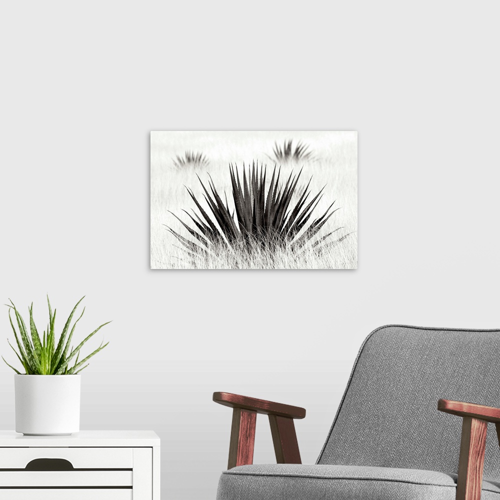 A modern room featuring Agave Black and White I