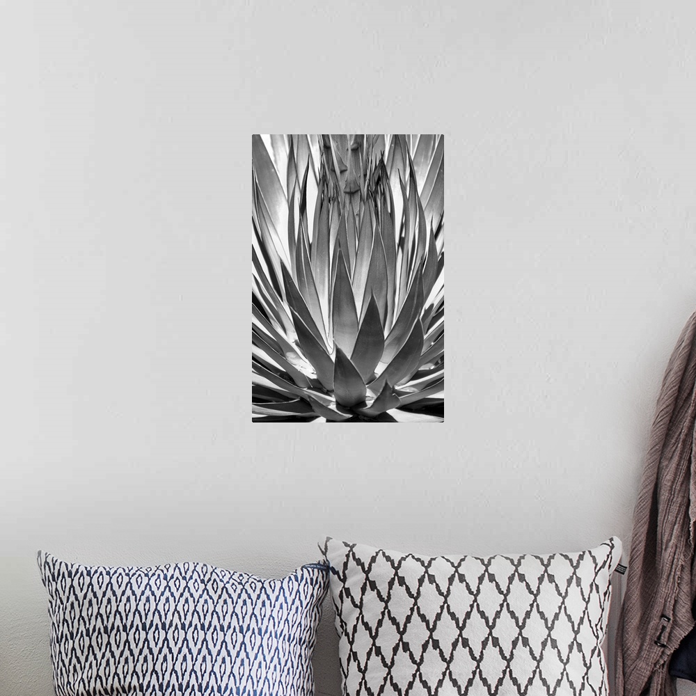 A bohemian room featuring Agave Finale - Black and White