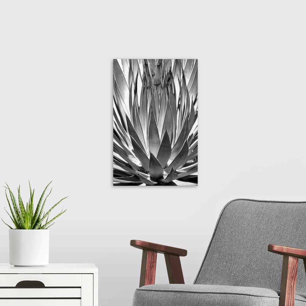 A modern room featuring Agave Finale - Black and White