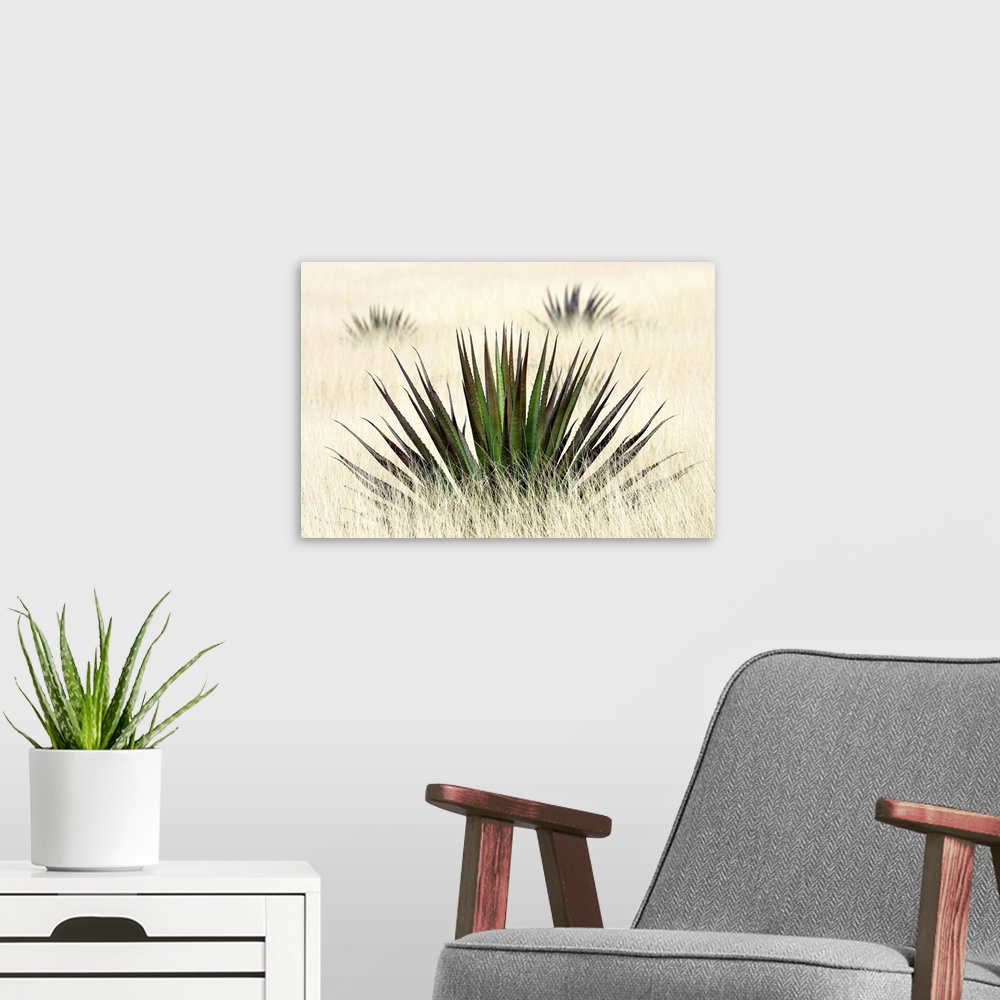 A modern room featuring Agave I
