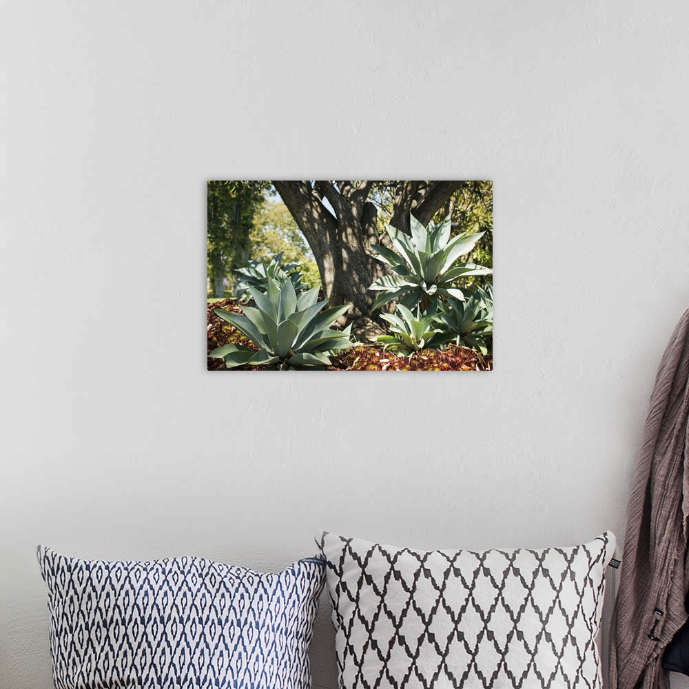 A bohemian room featuring Agave I