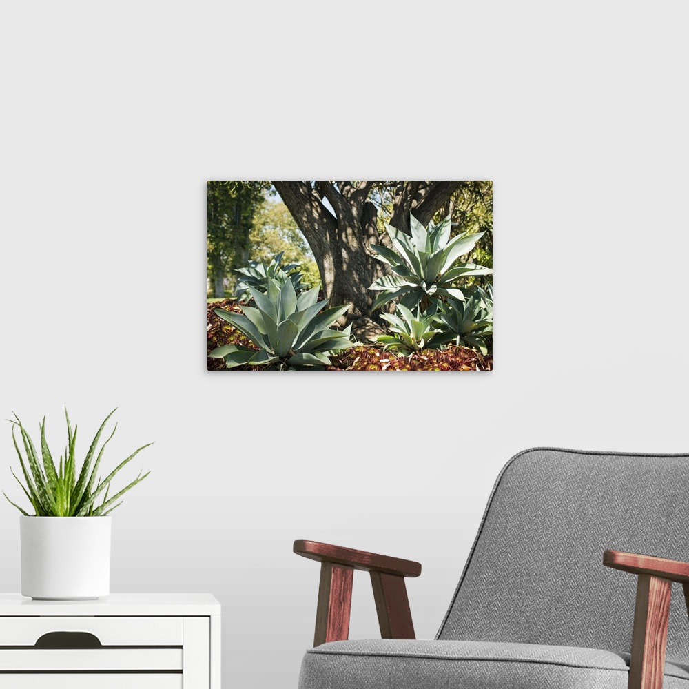 A modern room featuring Agave I