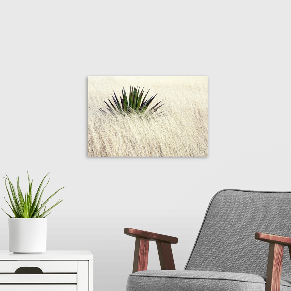 A modern room featuring Agave II