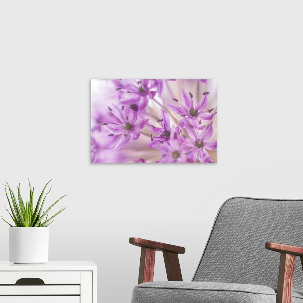 A modern room featuring Allium Blossoms I