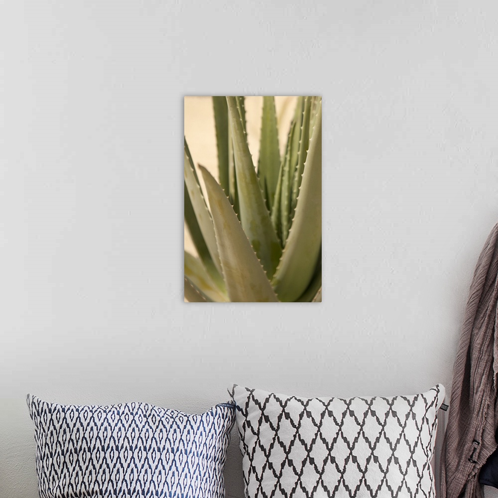 A bohemian room featuring Close up of the pointed leaves of an aloe plant.
