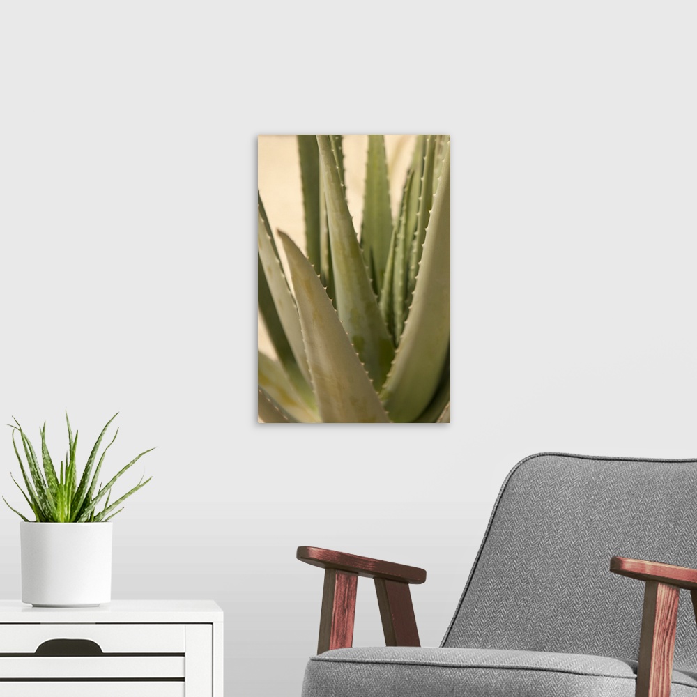 A modern room featuring Close up of the pointed leaves of an aloe plant.